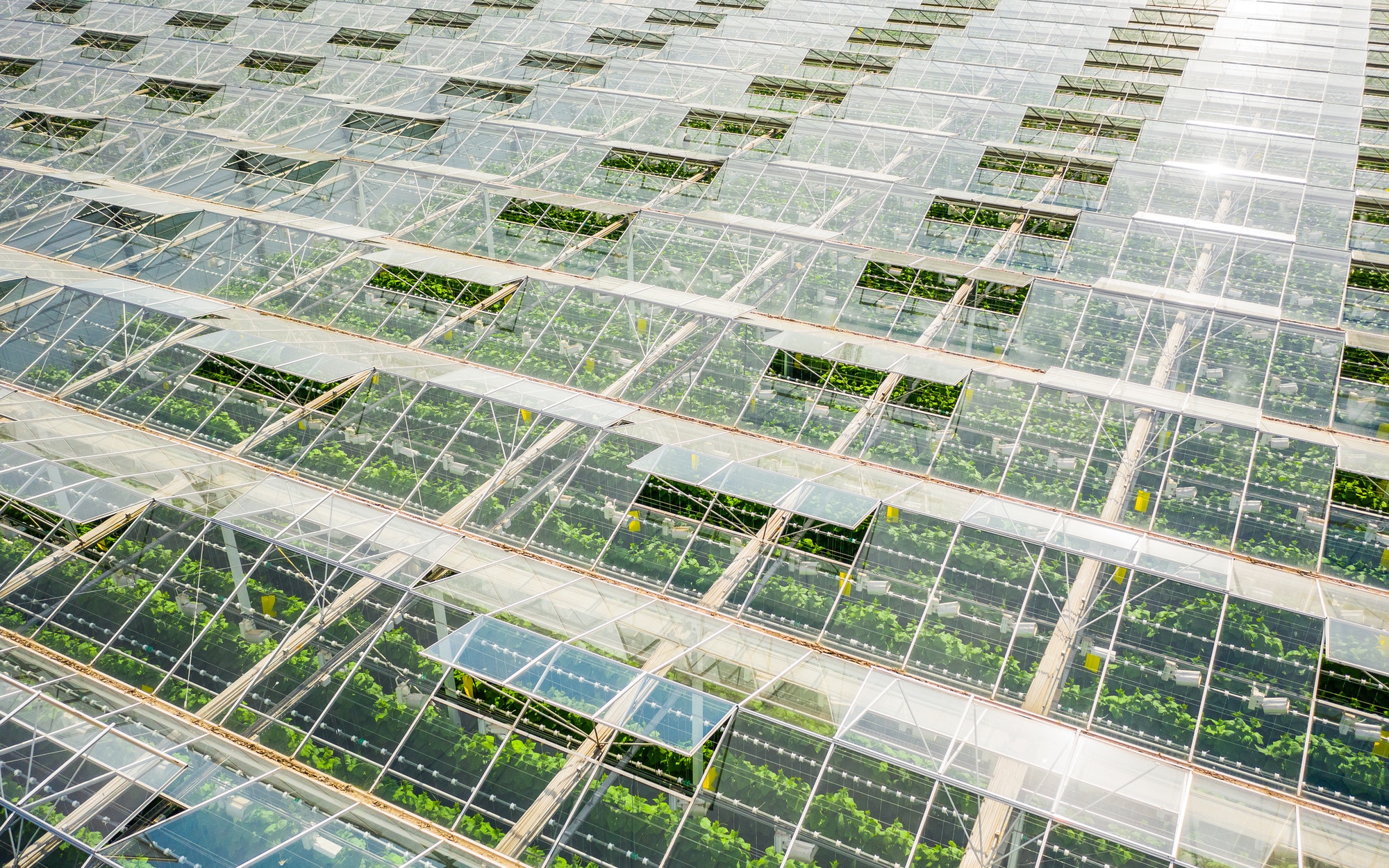 Greenhouses with vegetables